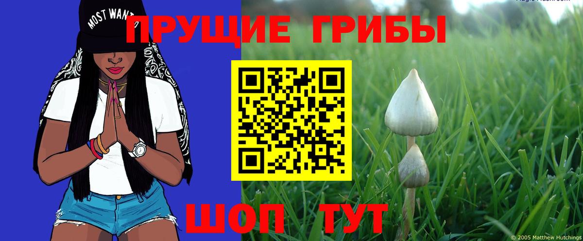 Псилоцибиновые грибы Magic Shrooms  Вход с VPN  Красноармейск  Галлюциногенные грибы Psilocybe 